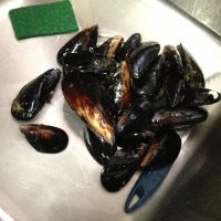 Mussels! I can make mussels!